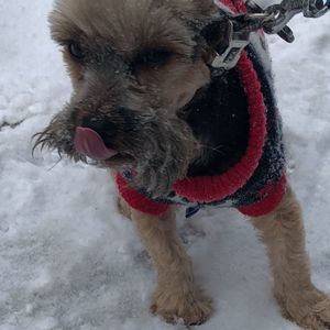 Meet your Posher, Kris